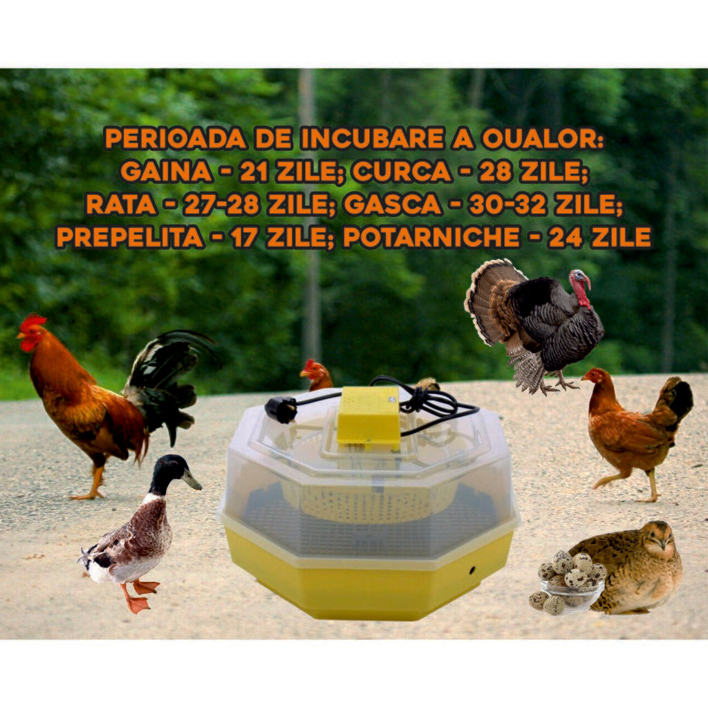 Incubator electric oua (clocitoare) Cleo 5, 230 V, 60 oua capacitate, 38°C temperatura incubare