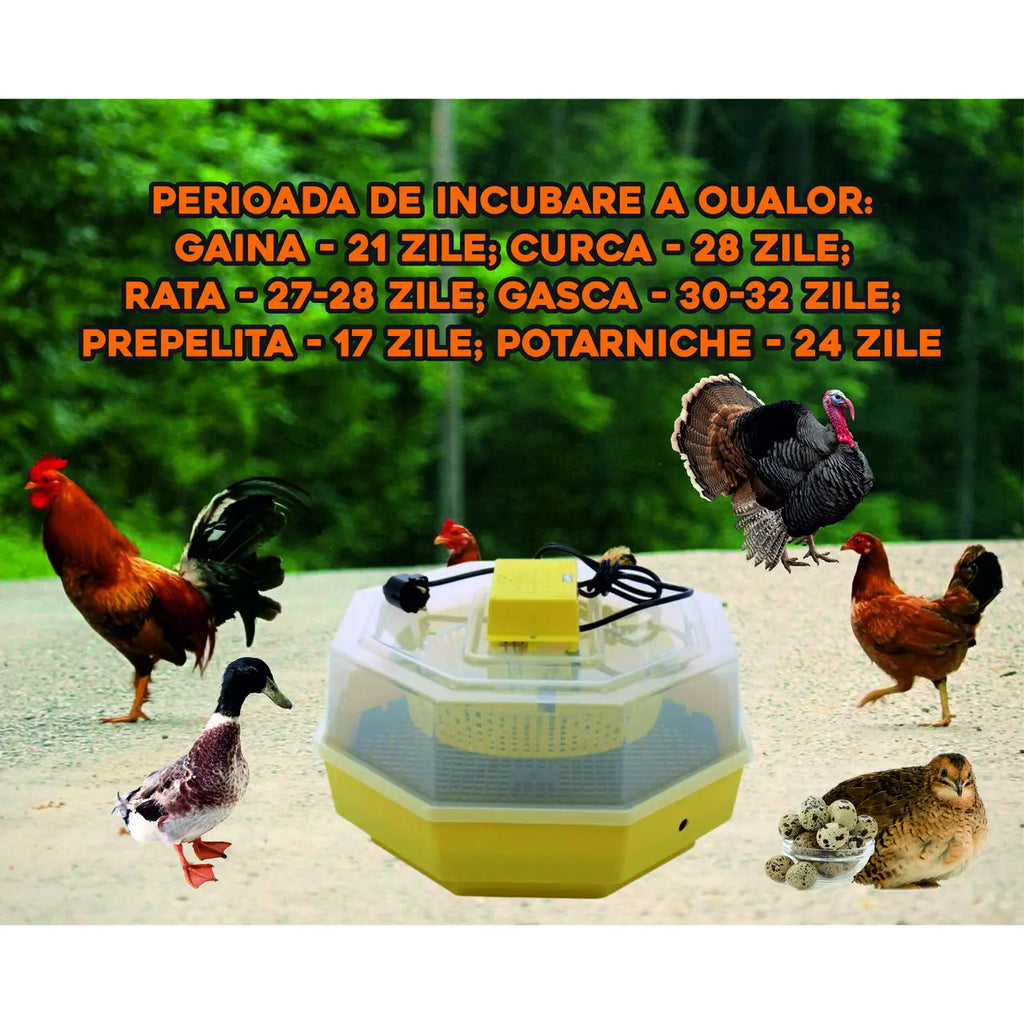 Incubator electric oua (clocitoare) cu dispozitiv de intoarcere si termometru Cleo 5DT, 230 V, 41 oua capacitate, 38°C temperatura incubare