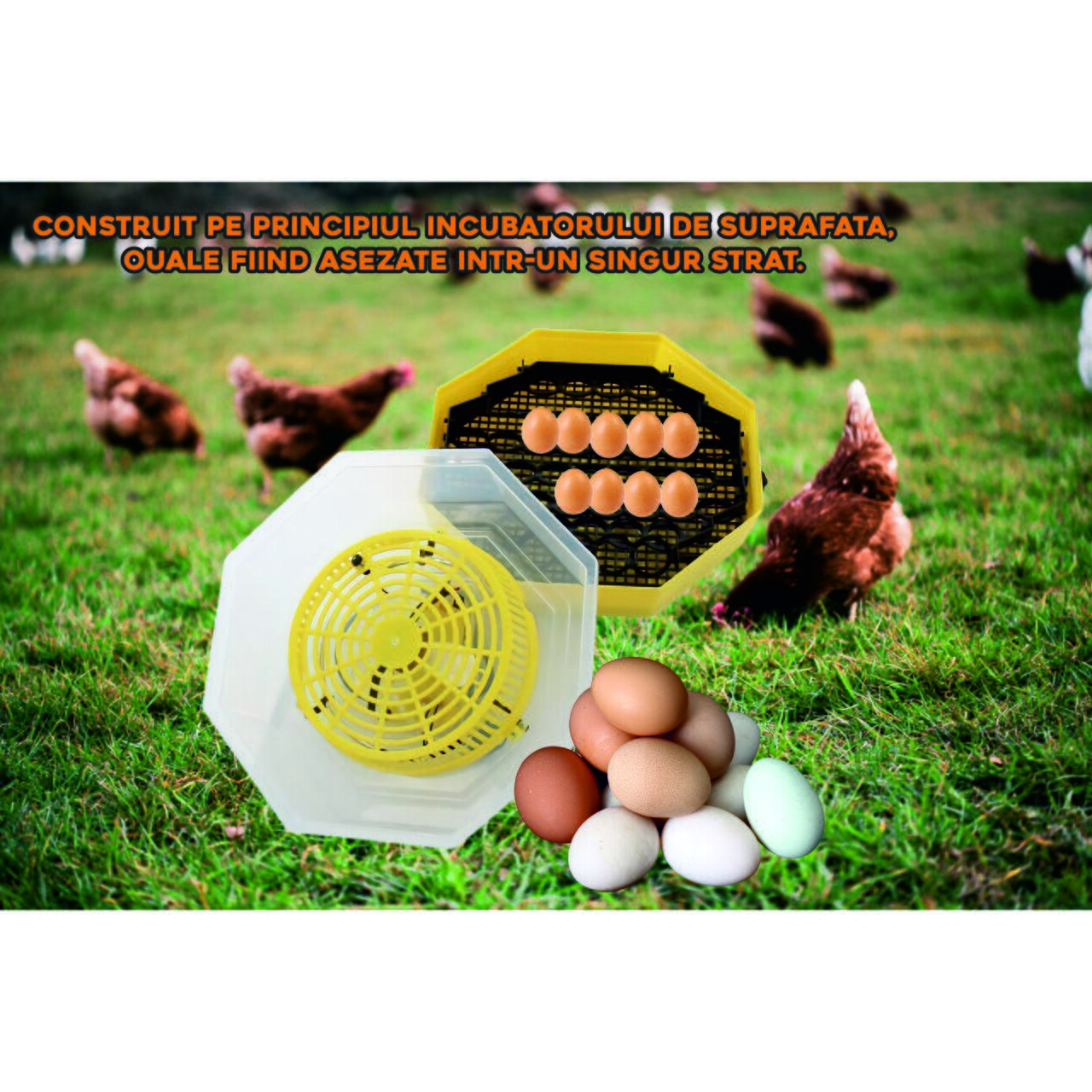 Incubator electric oua (clocitoare) cu termometru Cleo 5T, 230 V, 60 oua capacitate, 38°C temperatura incubare